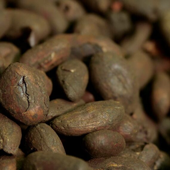 museo-cacao-grano